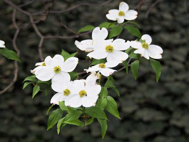 Flowering dogwood (Cornus florida)