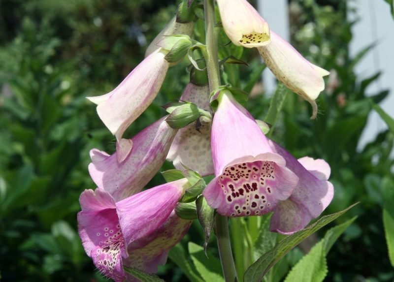 Foxglove 'Camelot Lavender' (Digitalis purpurea 'Camelot Lavender')