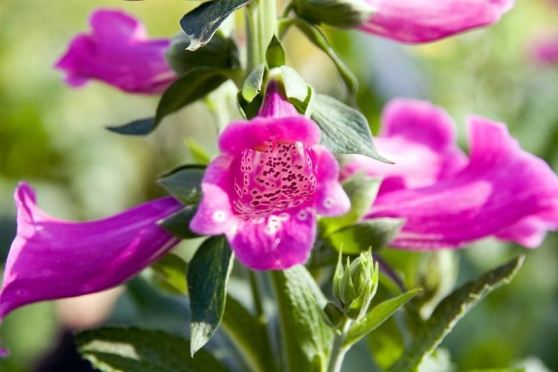 Foxglove 'Camelot Rose' (Digitalis purpurea 'Camelot Rose')