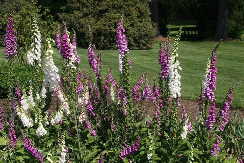 Foxglove Excelsior Group (Digitalis purpurea Excelsior)