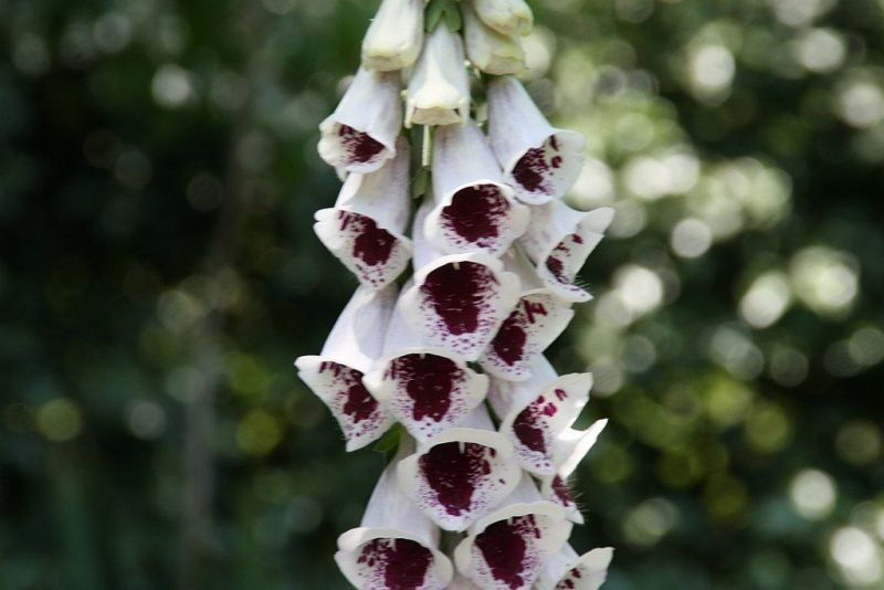 Foxglove 'Pam's Choice' (Digitalis purpurea 'Pam's Choice')