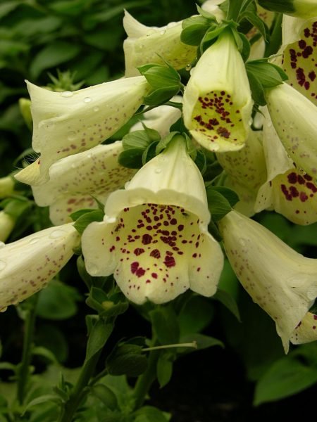 Foxglove 'Primrose Carousel' (Digitalis purpurea 'Primrose Carousel')
