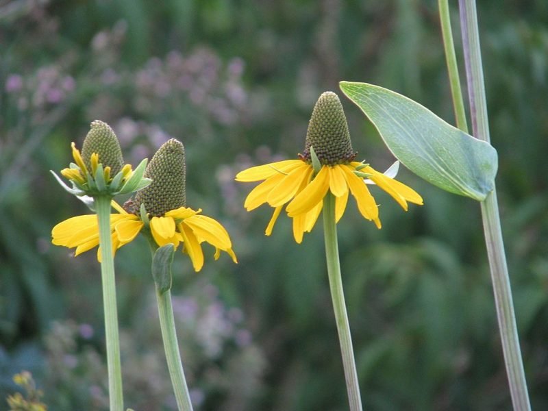 Great coneflower (Rudbeckia maxima)