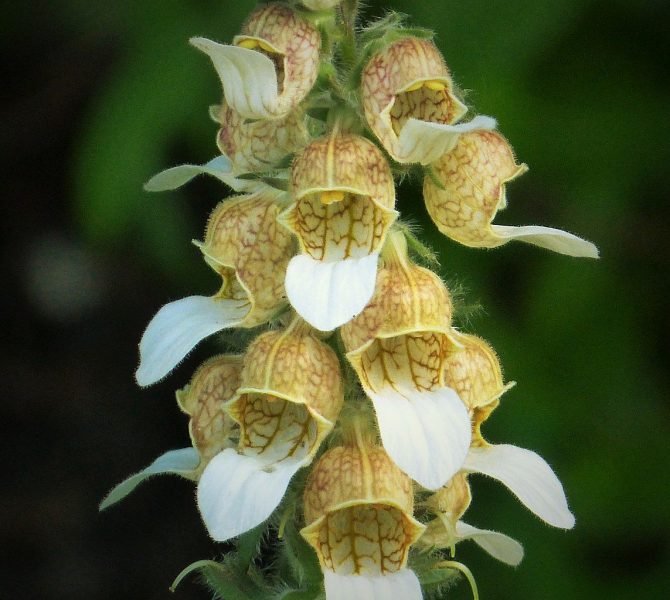 Grecian foxglove (Digitalis lanata)