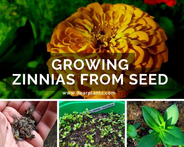 Growing Zinnias from seed