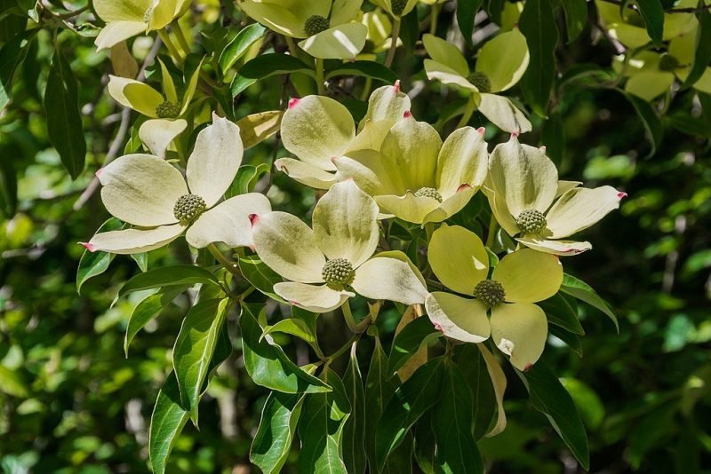 Headed-flowered dogwood (Cornus capitata)