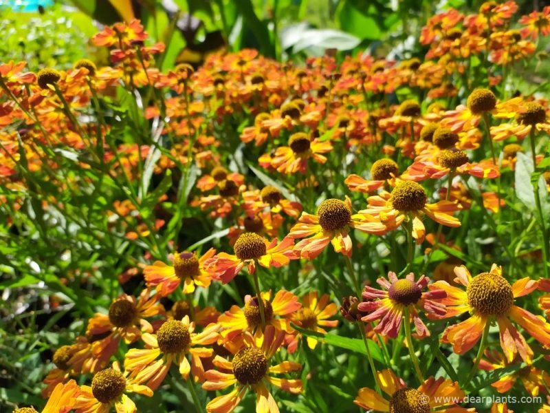 Helenium autumnale flowers