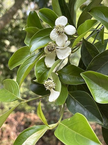 How to plant Hong Kong dogwood (Cornus hongkongensis)_1