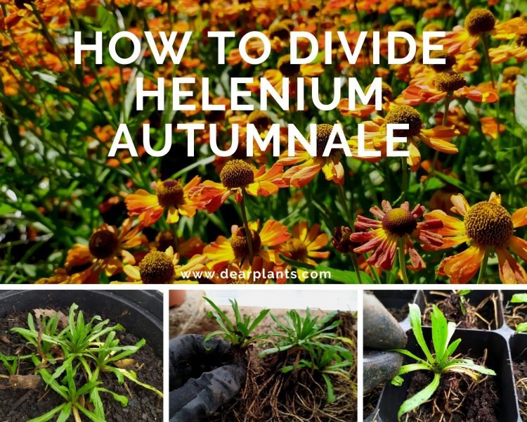 How to divide Helenium autumnale