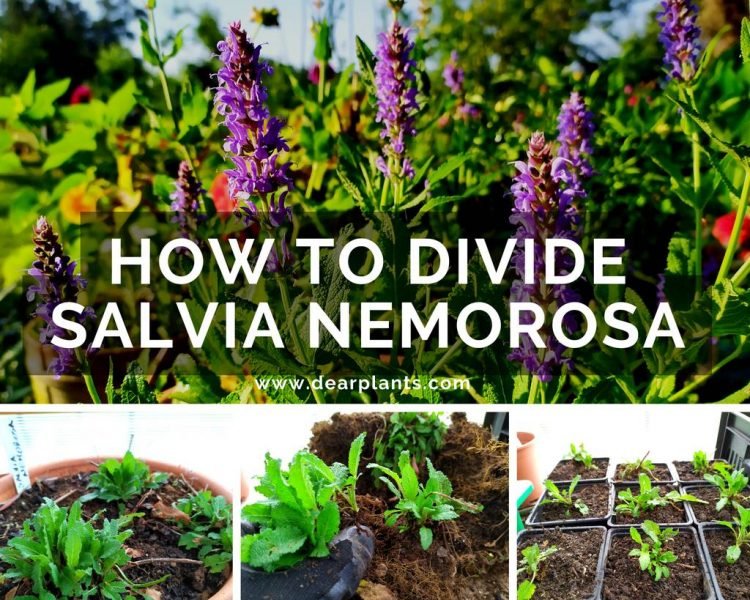 How to divide salvia nemorosa (sage)