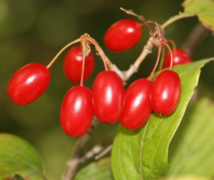 Japanese cornelian cherry (Cornus officinalis)