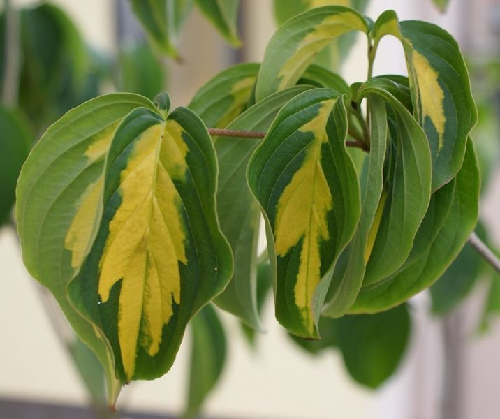 Kousa 'Gold Star' (Cornus kousa 'Gold Star')