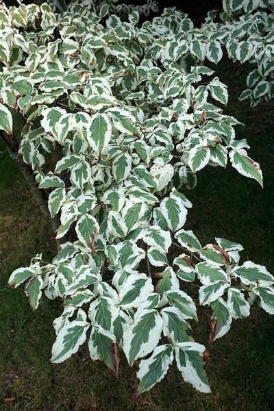 Kousa 'Snowboy' (Cornus kousa 'Snowboy')