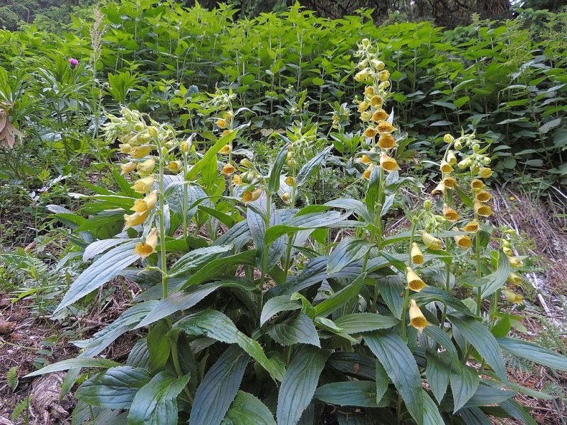 Large yellow foxglove (Digitalis grandiflora)