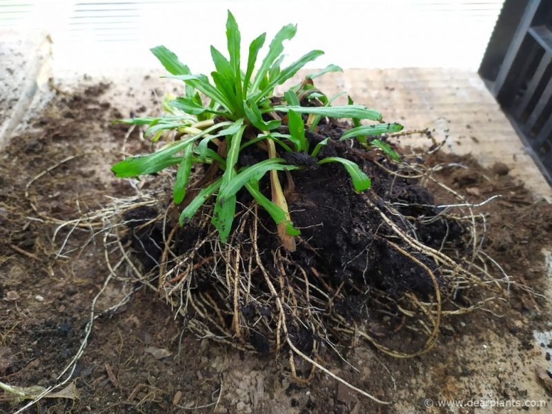 Loosen the soil from the roots