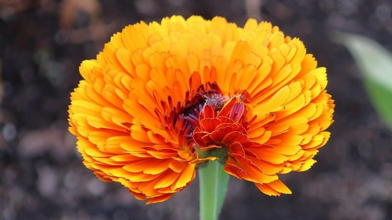 Marigold 'Indian Prince' (Calendula officinalis 'Indian Prince')