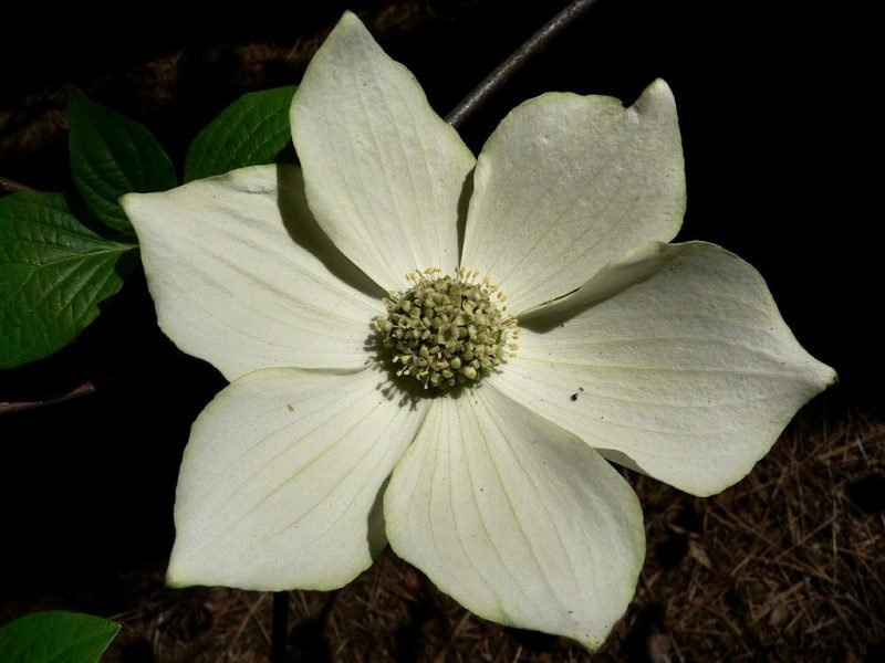 Mountain dogwood (Cornus nuttallii)