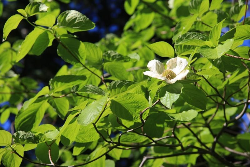 Where to plant Mountain dogwood (Cornus nuttallii)_2