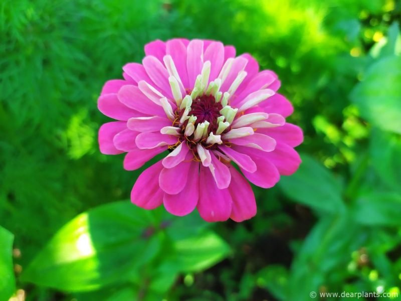 Pink Zinnia (Zinnia elegans)