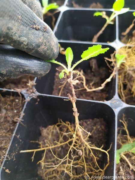 Plant each Salvia division