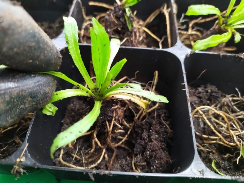 Planting Helenium division 