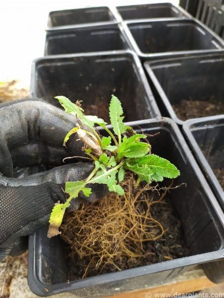 Planting Salvia in individual pots