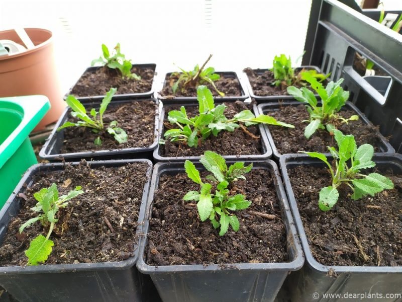 Pots with new Salvia divisions