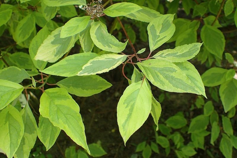 Red-barked dogwood 'Spaethii' (Cornus alba 'Spaethii')