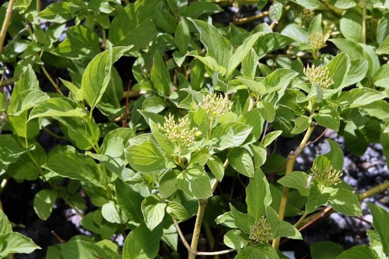 Red osier dogwood 'Bud's Yellow' (Cornus sericea 'Bud's Yellow')