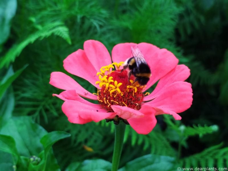Red zinnia being polinated (Zinnia elegans)