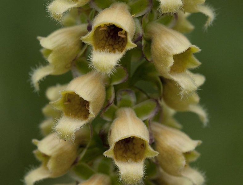 Rusty foxglove (Digitalis ferruginea)