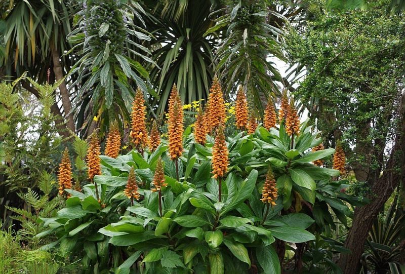 Sceptre foxglove (Digitalis sceptrum)