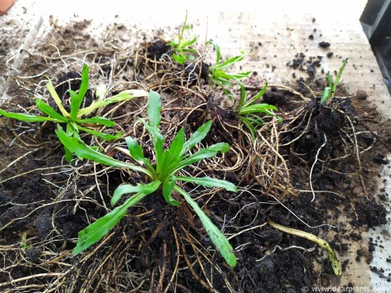 Several Heleniums ready to plant