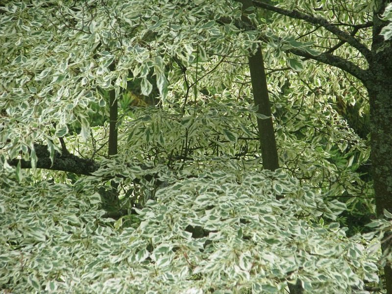 Silver pagoda dogwood (Cornus alternifolia 'Argentea')