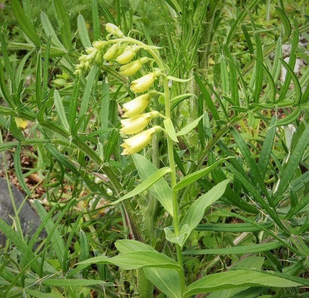 Small yellow foxglove (Digitalis lutea)