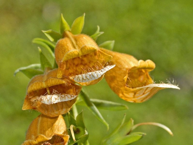 Smooth foxglove (Digitalis laevigata)