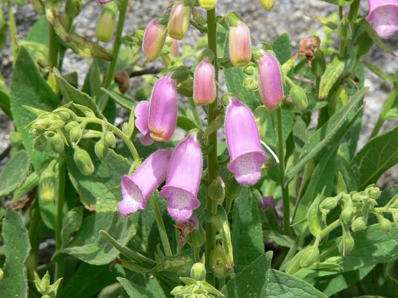 Spanish foxglove (Digitalis thapsi)