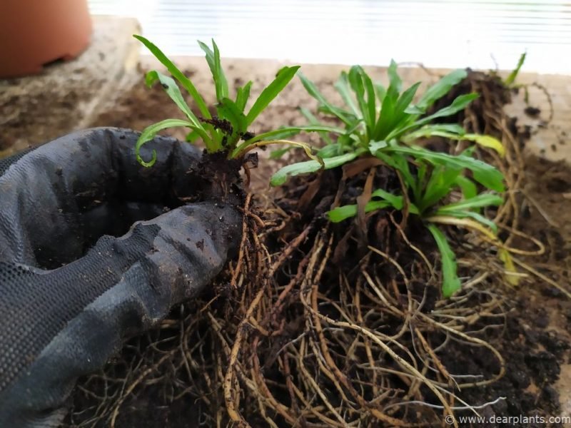 Split each small plant