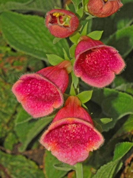 Strawberry foxglove (Digitalis × fulva)
