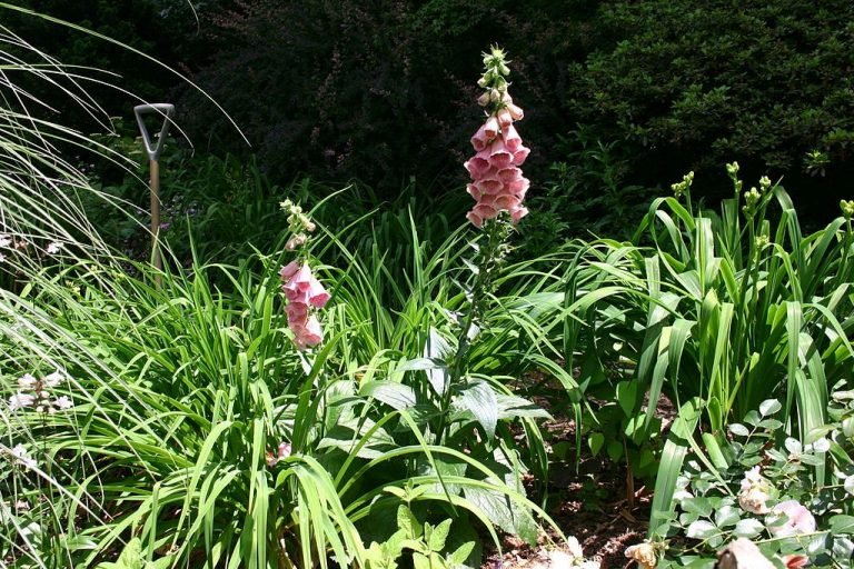 Strawberry foxglove (Digitalis × mertonensis) growing guides