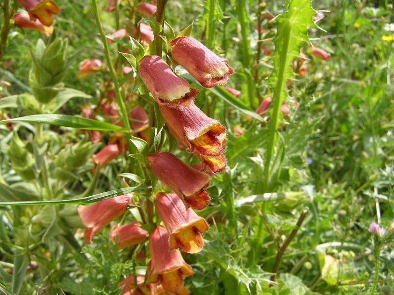 Sunset foxglove (Digitalis obscura)