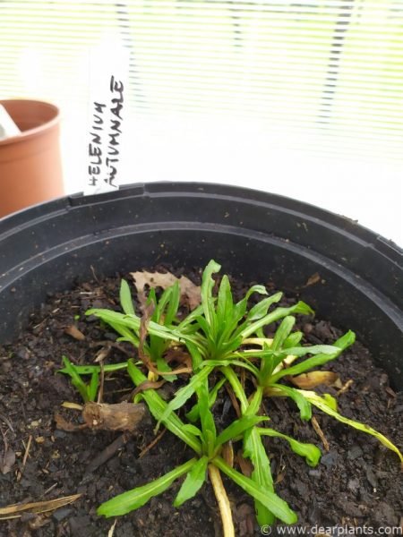 The Helenium autumnale to be divided