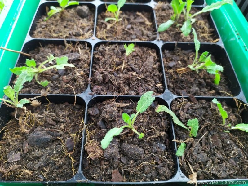 Tray full of Salvia new plants