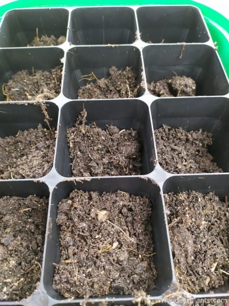 Tray to plant the divisions