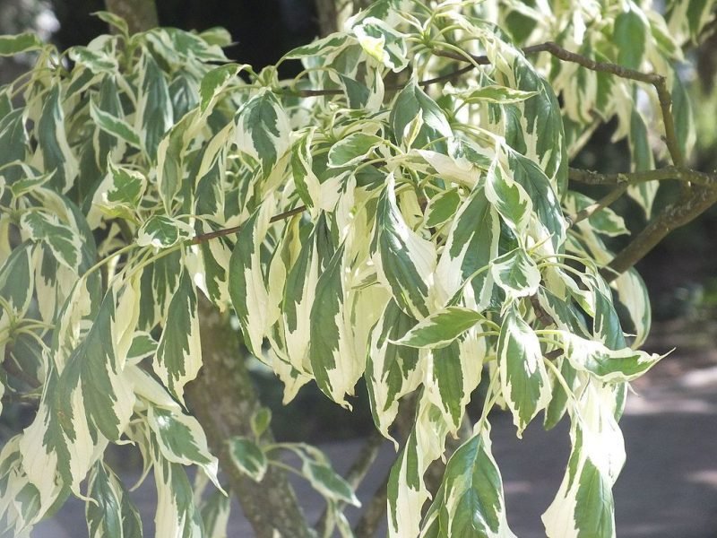 Wedding cake tree (Cornus controversa 'Variegata')