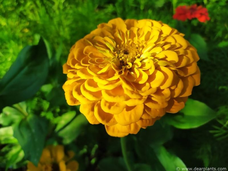 Yellow Zinnia flower (Zinnia elegans)