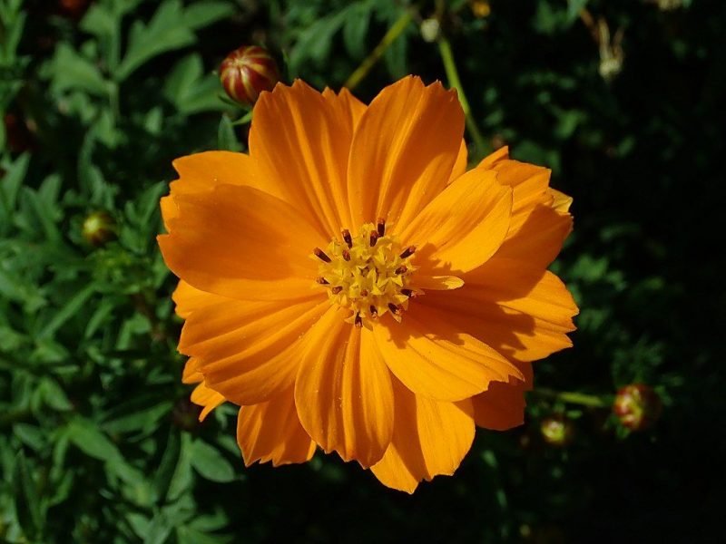 Yellow cosmos (Cosmos sulphureus)