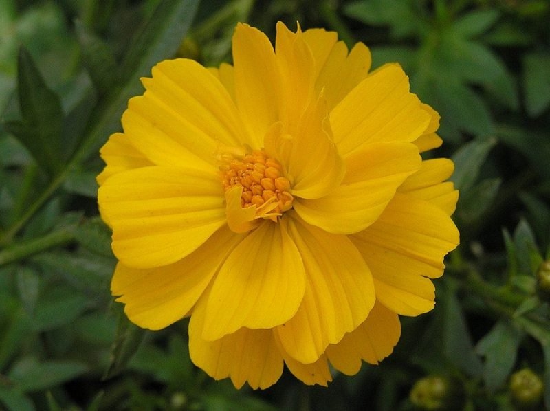 Yellow cosmos Ladybird (Cosmos sulphureus Ladybird)