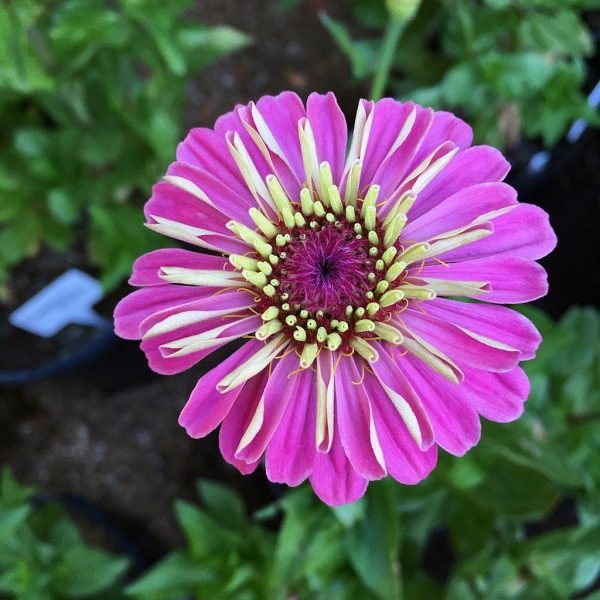 Zinnia 'Benary's Giant Bright Pink' (Zinnia elegans 'Benary's Giant Bright Pink')
