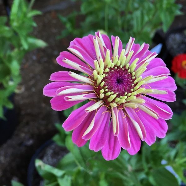 Zinnia 'Benary's Giant Lilac' (Zinnia elegans 'Benary's Giant Lilac')